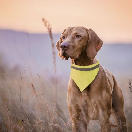 Collar Bandana Bipols - Imagen 6