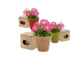 Maceta Advert - Imagen 7