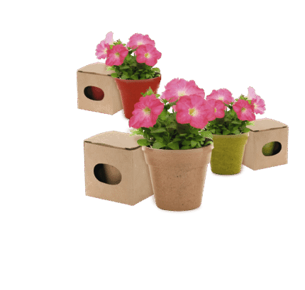 Maceta Advert - Imagen 7