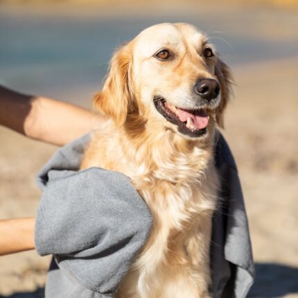 Toalla Mascotas Yelyn - Imagen 3