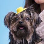 Pasador Tauron - Imagen 2